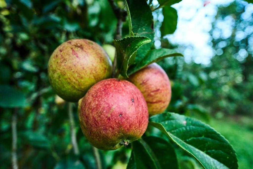 Nature Charm & Fruit Delights, Multi-Generation Celebratory Home -Try, Relax, Repeat - Sellindge Ashford  Ngoại thất bức ảnh