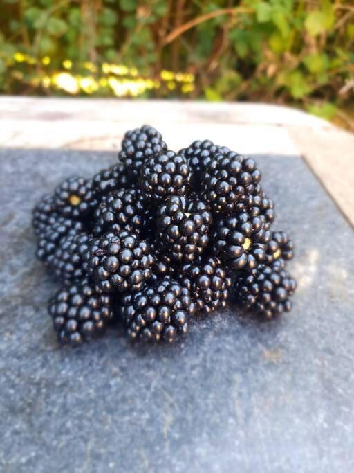 Nature Charm & Fruit Delights, Multi-Generation Celebratory Home -Try, Relax, Repeat - Sellindge Ashford  Ngoại thất bức ảnh
